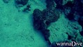 scuba diving photo