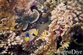 scuba diving photo