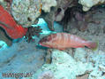 scuba diving photo