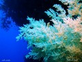 foto de buceo