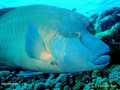foto de buceo