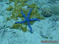 scuba diving photo