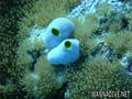 scuba diving photo