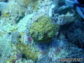 scuba diving photo