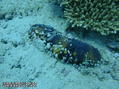 scuba diving photo