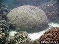 foto de buceo