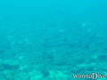 scuba diving photo