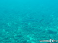 scuba diving photo