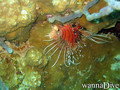 scuba diving photo