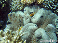 scuba diving photo
