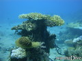 scuba diving photo