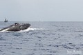 scuba diving photo
