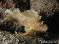 scuba diving photo