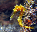 scuba diving photo