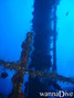 scuba diving photo