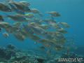 scuba diving photo