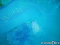 scuba diving photo