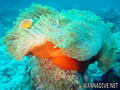 scuba diving photo