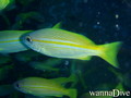 scuba diving photo