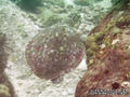 foto de buceo