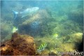 scuba diving photo