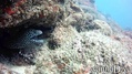 scuba diving photo