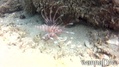 scuba diving photo