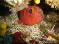 scuba diving photo