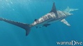 scuba diving photo