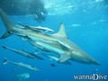 scuba diving photo