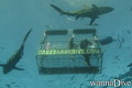 scuba diving photo