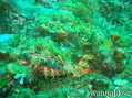 scuba diving photo