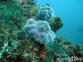 scuba diving photo