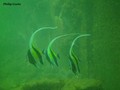 scuba diving photo