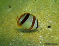 scuba diving photo
