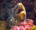 scuba diving photo