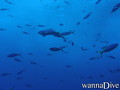 scuba diving photo