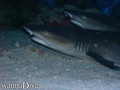 scuba diving photo