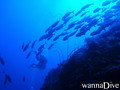 scuba diving photo