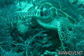 scuba diving photo