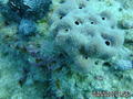 foto de buceo