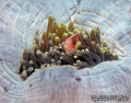 scuba diving photo