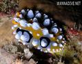 scuba diving photo