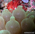 foto de buceo