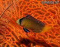 scuba diving photo