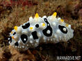 scuba diving photo