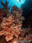 scuba diving photo