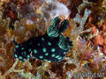 scuba diving photo