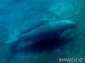 foto de buceo