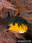 scuba diving photo
